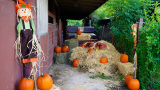 Tonton Cowgirl Cumshot in the Pumpkin Patch - pornografi HD percuma di FREE-FULL-PORN.COM
